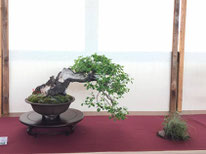 Prunus Avium - Associazione Bonsai Il Moro - 1° premio latifoglie