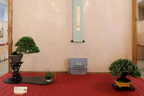 3° Premio shohin-kifu-chuhin: Comp. shohin 3 - Sesia Bonsai Club