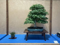 1° Premio latifoglie: Pseudocydonia chinensis - Bonsai Club Amici del Verde