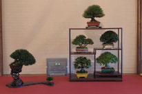 2° Premio shohin-kifu-chuhin: Comp. shohin Fuji - Ass. Bonsai il Moro