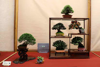 1° Premio shohin-kifu-chuhin: Comp. shohin Fuji - Sudio Botanico