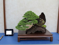 Cedro - Andolfo Bonsai Sudio - 3° premio conifere