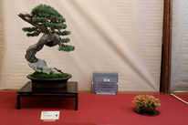 3° Premio conifere: Pino silvestre - Bonsai Club Rivalta