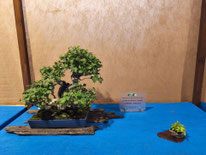3° Premio latifoglie: Ibisco - Bonsai Blu