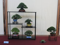 Composizione shohin - Jikan-en - Premio Studio Botanico