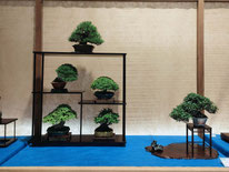 1° Premio shohin-kifu-chuhin: Comp. shohin Fuji - Sudio Botanico
