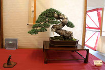 2° Premio conifere: Pino silvestre - Studio Botanico