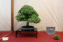 2° Premio latifoglie: Acero palmato - Bonsai Club Torino