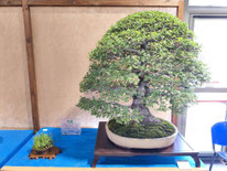 2° Premio latifoglie: Acero palmato - Bonsai Club Torino