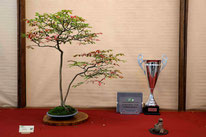 3° Premio latifoglie: Evonimus alata - Bonsai Club Somma