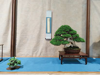 1° Premio conifere: Ginepro chinensis itoigawa - Bonsai Club Amici del Verde