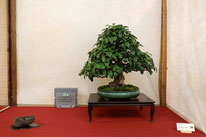 1° Premio latifoglie: Pseudocydonia chinensis - Bonsai Club Amici del Verde