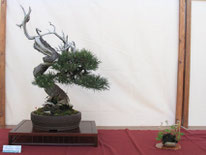 Pino Mugo - Bonsai Club Ticino - 2° premio conifere