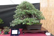 Pioppo - Bonsai Club Amici del Verde - 3° premio latifoglie