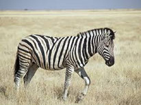 mettre la creme pour un zebre