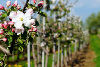 Obstanlage, Obstbau, Obstbaum, Äpfel, Birnen