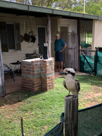 Ein australischer Kookaburra-Vogel sitzt auf einem Holzpfosten in Rubyvale.