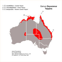 Taipans (Inlandtaipan = giftigste Schlange)