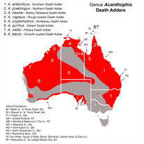 Death Adder (Todesotter)