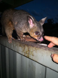Ein neugieriges, wildlebendes Possum am Gemseeker Caravan Park in Australien bei Nacht.