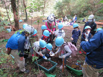 植樹：まず腐葉土を入れる