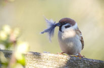 Foto: NABU / Christine Mödinger
