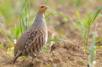 Foto: NABU / Michael Eick