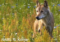 Wolf, Foto: NABU, S. Körner