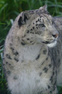 ダブリン動物園