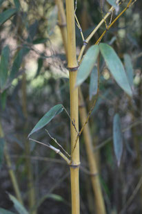 Phyllostachys pubescens var. pubescens (Moso Bamboo) - cultivated - Arthur Chapman ELUDIS CC20 