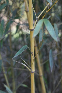 Phyllostachys pubescens var. pubescens (Moso Bamboo) - cultivated - Arthur Chapman ELUDIS CC20 