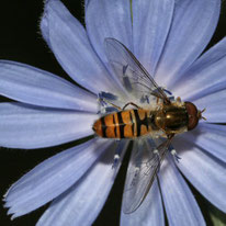 Wegwarte mit Hainschwebfliege - Helge May