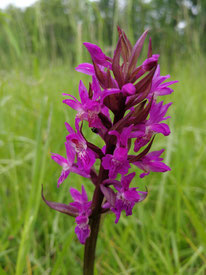Dactylorhiza majalis, Breitblättriges Knabenkraut