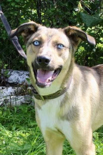 Sky (Rüde, geb.10.24) - Hund adoptieren von  MIRA-Hundehilfe Moskau e.V. 