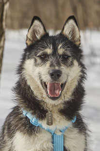 Lasko (Rüde, geb. 06.23) - Hund adoptieren von  MIRA-Hundehilfe Moskau e.V. 