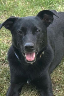 Fiete (Rüde, geb. 11.22) - Hund adoptieren von MIRA-Hundehilfe Moskau e.V.