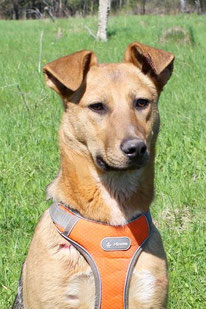 Milla (Weibchen, geb. 10.23) - Hund adoptieren von MIRA-Hundehilfe Moskau e.V. 