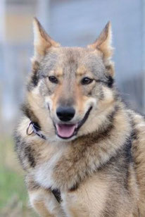 Klaus (Rüde, geb. 11.22) - Hund adoptieren von  MIRA-Hundehilfe Moskau e.V. 