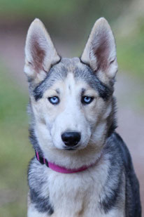 Malaika (Weibchen, geb. 3.25) - Hund adoptieren von MIRA-Hundehilfe Moskau e.V. 