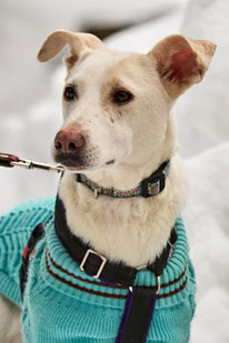 Nika (Weibchen, geb. 6.23) - Hund adoptieren von MIRA-Hundehilfe Moskau e.V. 