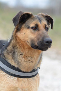 Betsy, Weibchen, geb. 02.23, Mischling. Hund adoptieren von MIRA-Hundehilfe Moskau e.V. 