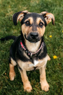 Brunya (Weibchen, geb. 11.24) - Hund adoptieren von MIRA-Hundehilfe Moskau e.V. 