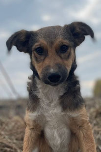 Ronda (Weibchen, geb. 4.24) - Hund adoptieren von  MIRA-Hundehilfe Moskau e.V. 