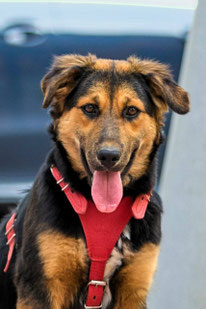 Alma (Weibchen, geb. 3.25) - Hund adoptieren von MIRA-Hundehilfe Moskau e.V. 