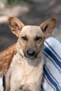 Djun (Rüde, geb. 2.23) - Hund adoptieren von  MIRA-Hundehilfe Moskau e.V. 