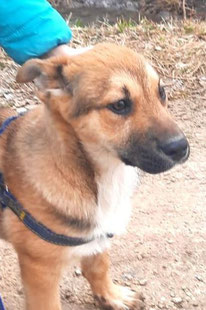 Bim (Rüde, geb. 12.23) - Hund adoptieren von MIRA-Hundehilfe Moskau e.V.