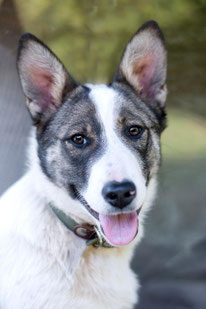 Zolli (Weibchen, geb. 10.25) - Hund adoptieren von  MIRA-Hundehilfe Moskau e.V. 