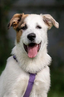 Barni (Rüde, geb. 4.25) - Hund adoptieren von  MIRA-Hundehilfe Moskau e.V. 