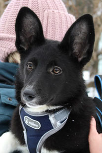 Rena (Weibchen, geb. 10.23) - Hund adoptieren von MIRA-Hundehilfe Moskau e.V. 