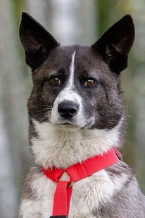 Maya (Weibchen, geb. 1.25) - Hund adoptieren von MIRA-Hundehilfe Moskau e.V.